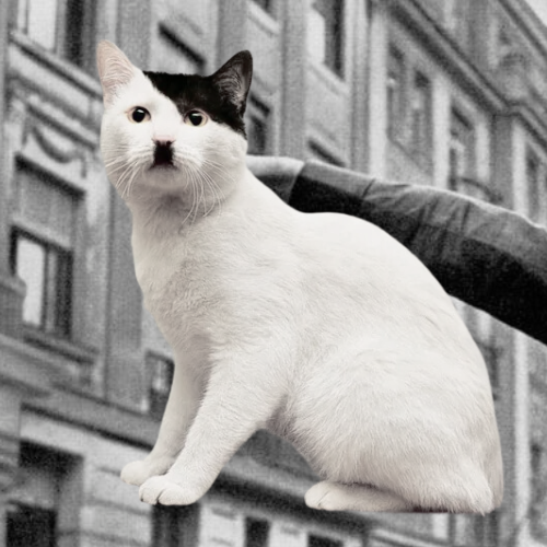 KITLER Coin: The Ultimate MEME Coin - 'Hitler Cat' Transformation