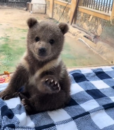 Koda: The Adorable Baby Bear of MEME Coins!