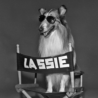 LASSIE Coin: Lassie the Dog MEME Coin - Nostalgia Reborn 2024