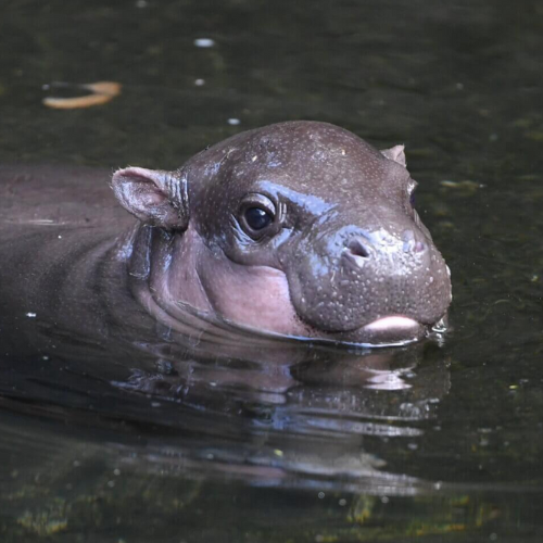 LATKE: Join the MEME Coin Revolution with Adorable Latke The Hippo