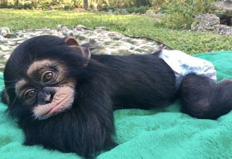 Limbani MEME Coin: Cutest Chimp - Join the MEME Coin Revolution!