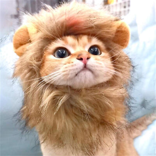 LC Coin: The Cutest LionCat MEME Coin - 100% Meme, 50% Lion, 50% Cat!