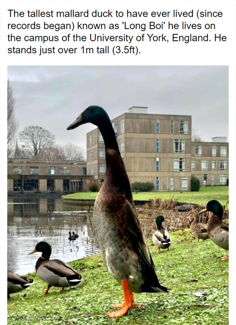 LongBoi: Honoring the Legendary 1m Tall Duck - MEME Coin