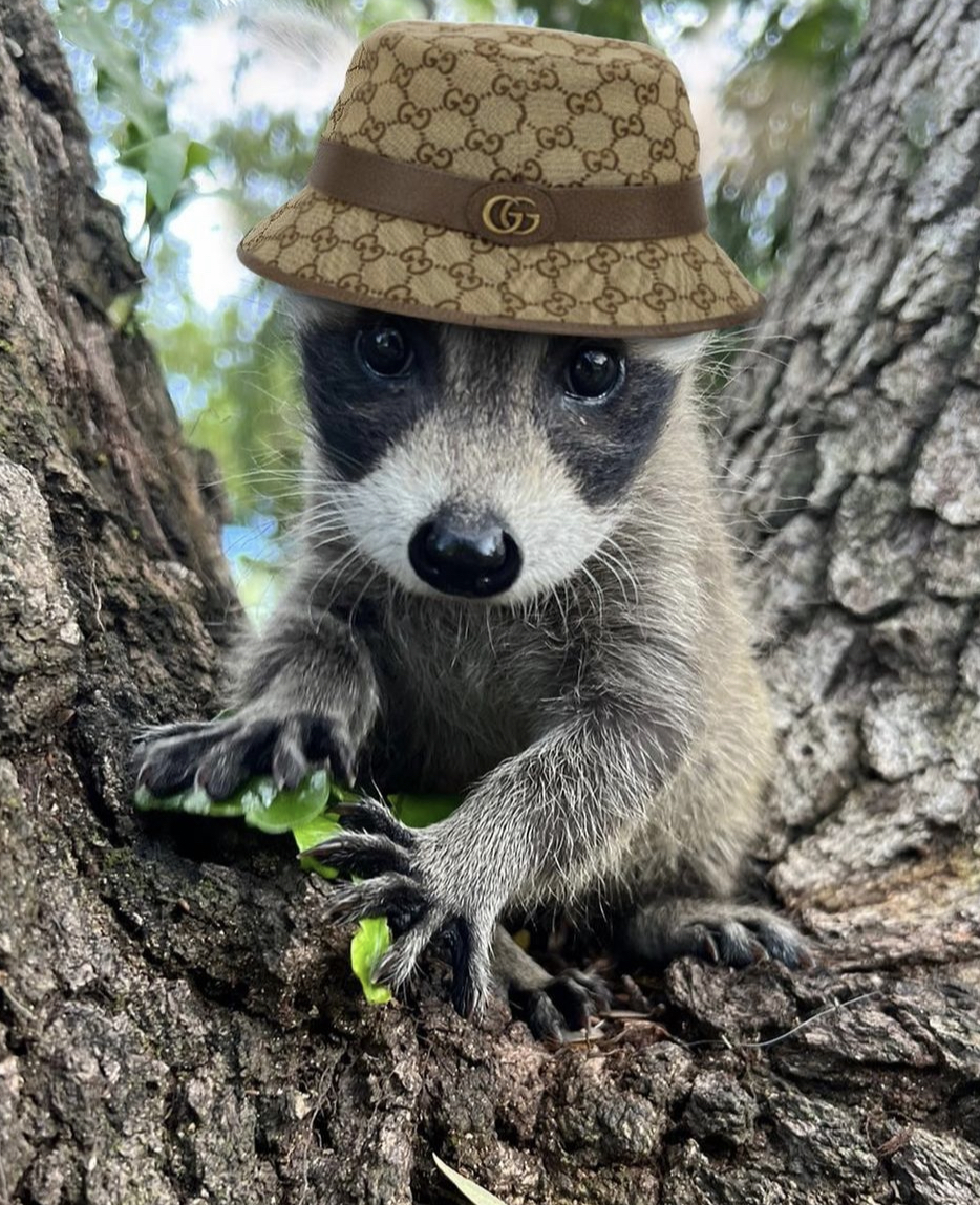 LOUIE Coin: MEME Coin Madness with Louie the Raccoon on Solana!