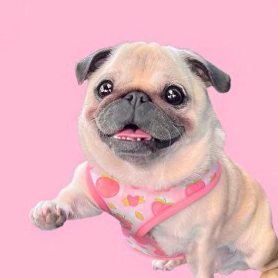 Loulou: The cutest MEME Coin taking over the world! #1 Pug fan base with 3m TikTok followers and 115.5m likes. Spread smiles with $LOULOU!