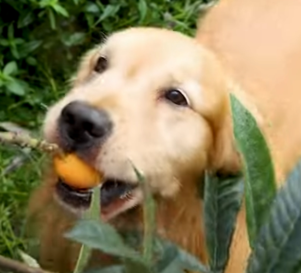 LuHu MEME Coin: Introducing China's Famous YouTuber Li Ziqi's Golden Retriever Lu Hu, Helping with Tasks and Making Traditional Dishes