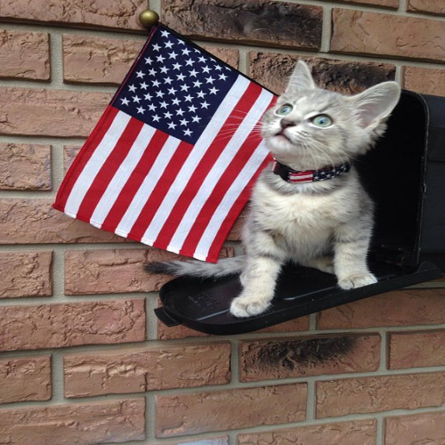 LUNA Coin: Join the MEME Coin revolution with Independence Cat's MEOWERICA!