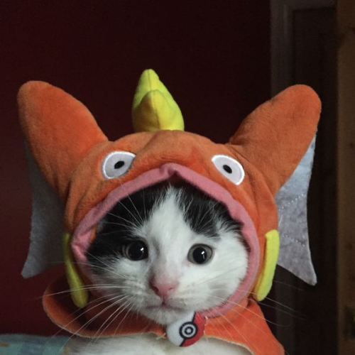 MAGIKAT Coin: Unleash the Fun MEME Coin Powered by Magikarp Cat!