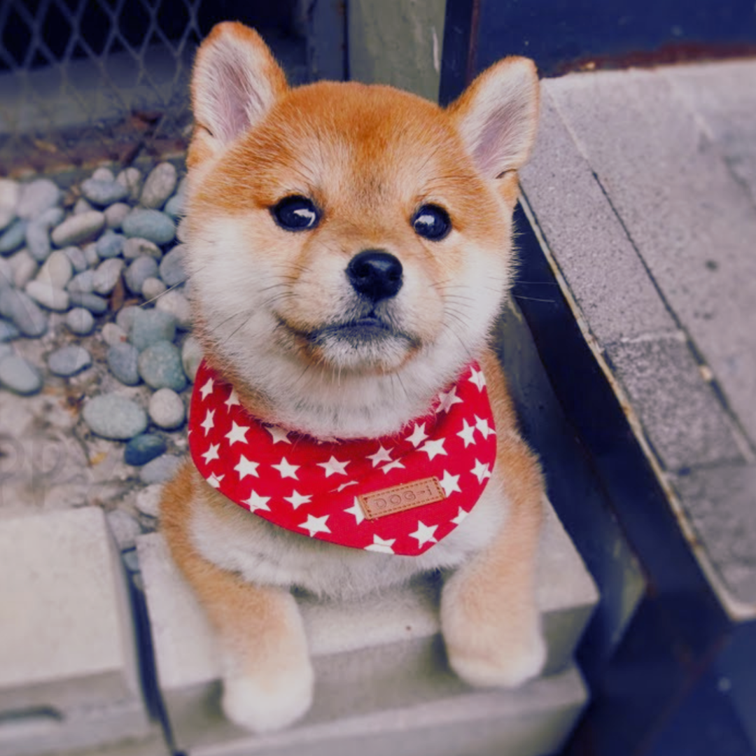 $mame Coin: The Cutest MEME Coin Inspired by Mame Shiba Inu Trend