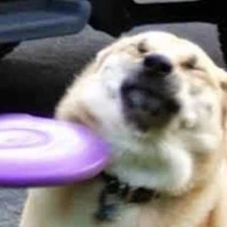 MANGO Coin: frisbee doge MEME Coin – Catch the ultimate MEME!