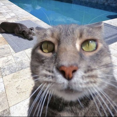 Selfie Cat Manny: The MEME Coin Sensation Taking Social Media by Storm