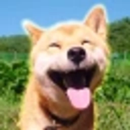 MARU Coin: The happiest Shiba Inu MEME Coin on SOL! Dive into $MARU