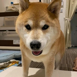 MARU Coin: The MEME Coin Inspired by Beloved Shiba Inu Marutaro