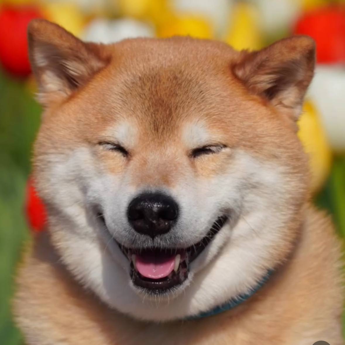 Maru Coin: MEME Coin Revolution Celebrates Beloved Shiba Inu Marutaro!