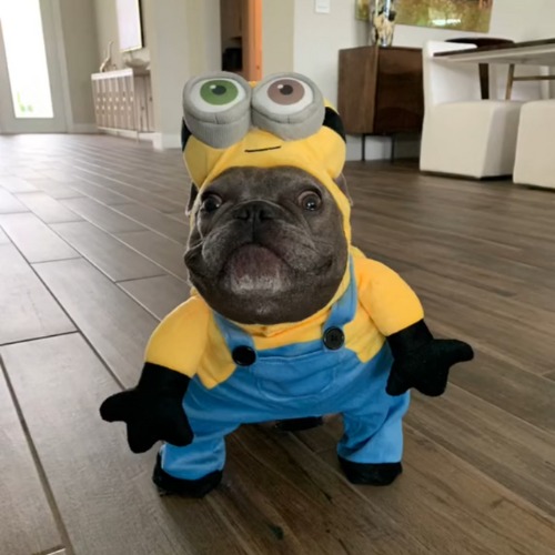 MDOG Coin: Minion's Dog MEME Coin Set to Dominate Solana