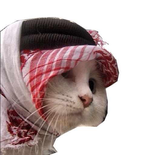 MEOWHMED Coin: The Sultan of MEME Coin Leading Halal Crypto Profits