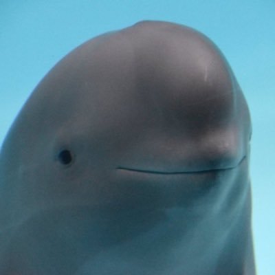 MIHARU: The ultimate MEME Coin for enthusiasts, offering high growth potential and a unique connection to the adorable Miharu, the endangered finless porpoise.