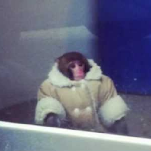 miki Coin: IKEA MONKEY MEME Coin - Go Bananas in the Crypto Aisles!