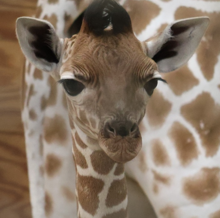 MILA: Join the Fun with the Baby Giraffe MEME Coin!