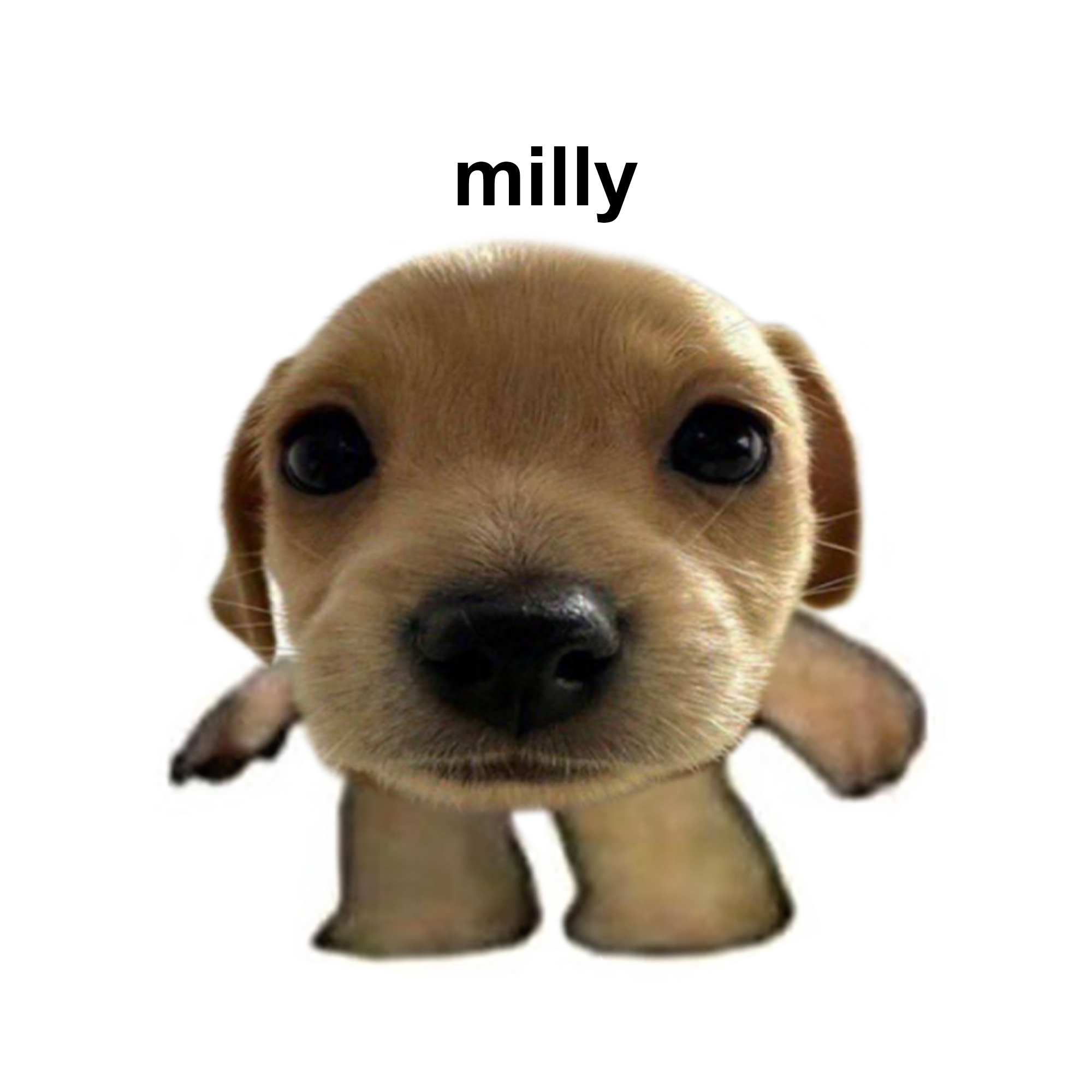 MILLY Coin: Mini Billy MEME Coin – Tiny Dog on Solana Blockchain