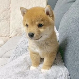 MIRU Coin: The Adorable Shiba MEME Coin for #ShibaLove & Big Gains