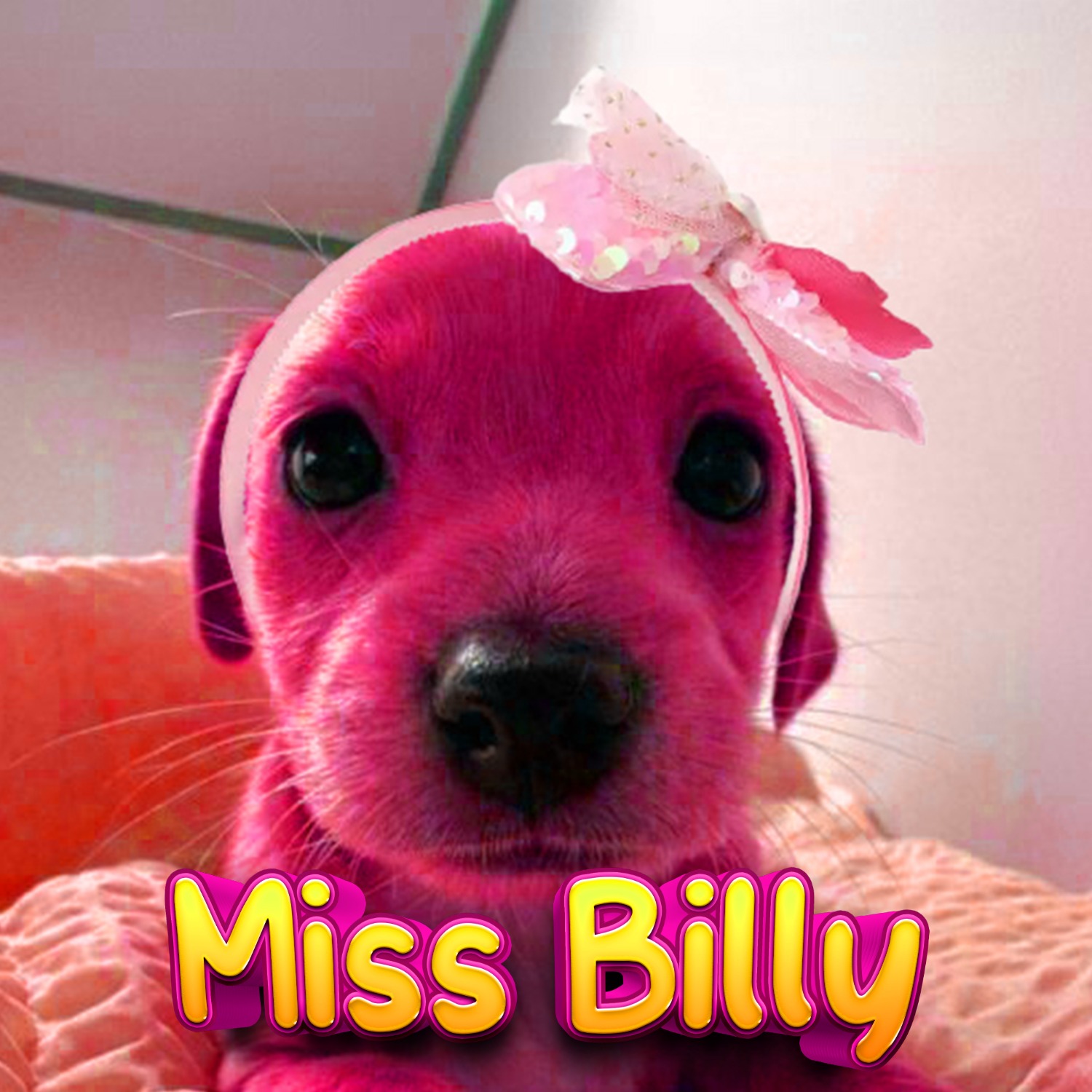 MsBilly Coin: Miss Billy MEME Coin - The Funniest Dog on Web3!