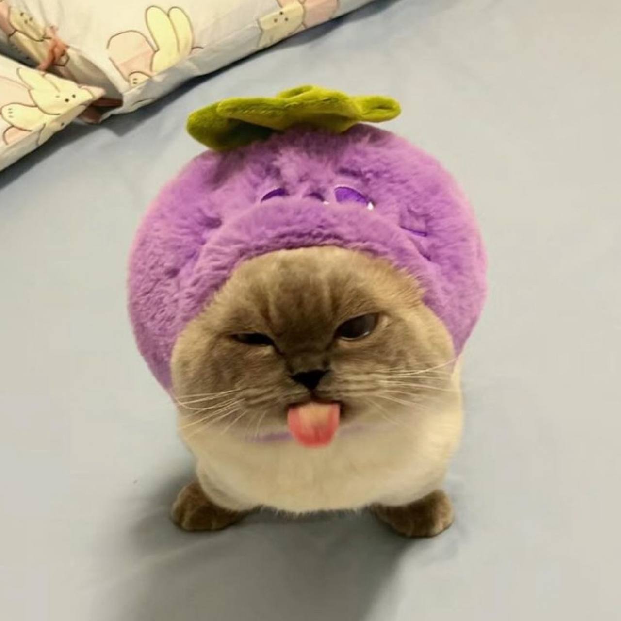 $mochi Coin: The Cutest Cat MEME Coin on Solana – Join Now! 🚀