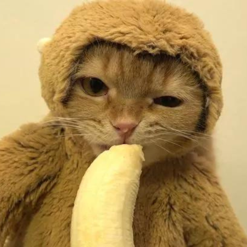 MONGY Coin: MEME Coin sensation with a banana-loving cat monkey!