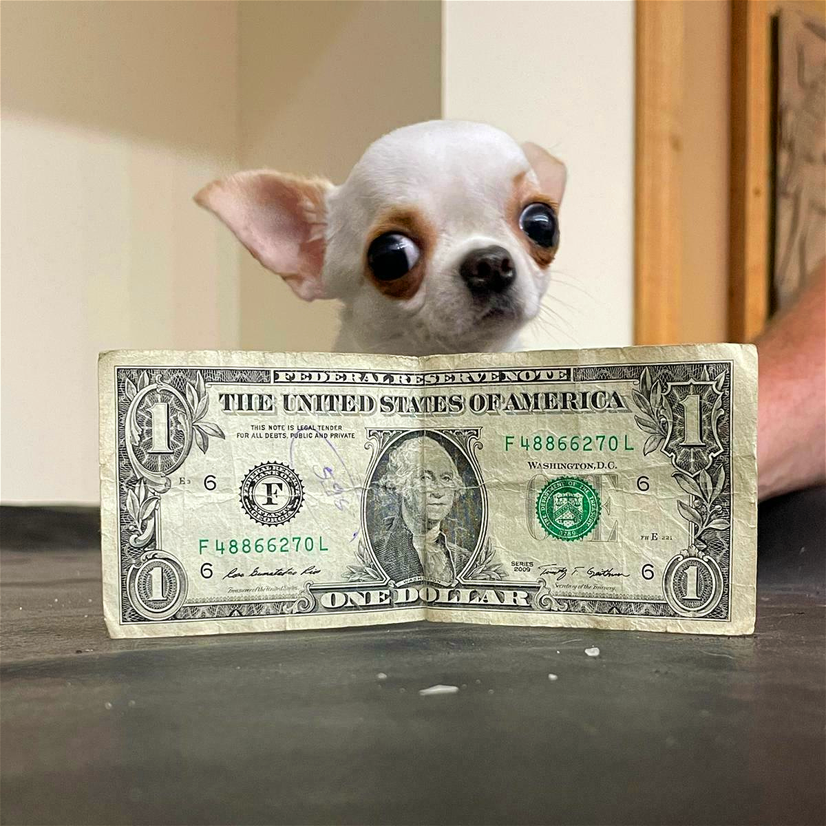 moni Coin: Smol Dogi, Big Fun - Join the MEME Coin Sensation Today!