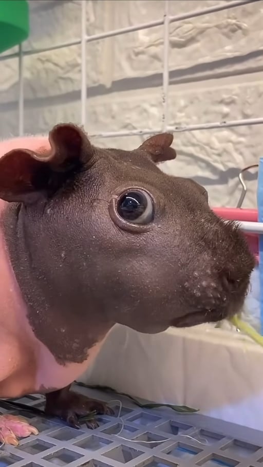 Moowish: The Ultimate MEME Coin with Moodeng - The Adorable Skinny Pig