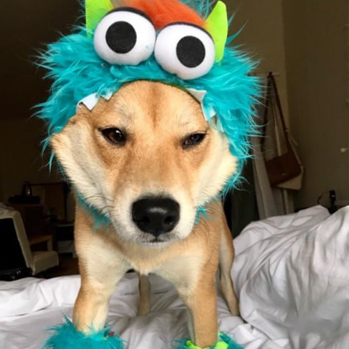 mshiba Coin: Unleash the Monster Shiba in MEME Coin Revolution!