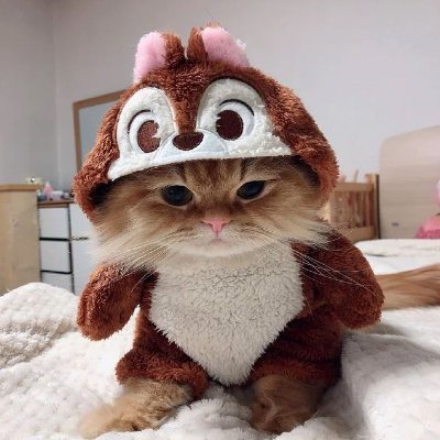 MUNKCAT Coin: Discover The Chipmunk Cat MEME Coin, A Cute Furry Ball!