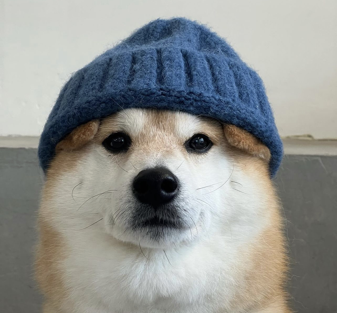 NEW Coin: The MEME Coin Adding Fresh Style with Dog Wif New Hat