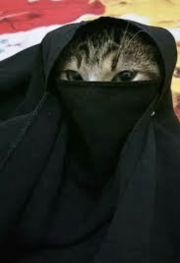 Nicat Coin: MEME Coin inspired by Niqabi Cat—fun, faith, and feline energy!