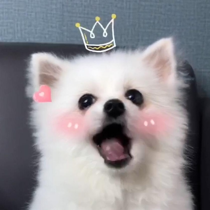 Nico: The MEME Coin creating buzz with Nico the Pomeranian! (59 letters)