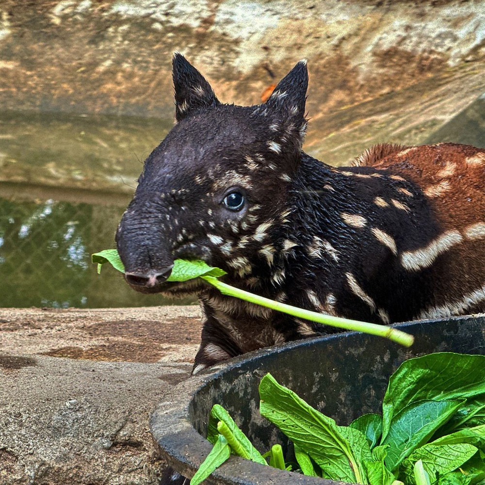 Nong MEME Coin: Meet Nong Taengthai, the Adorable Tapir from Khaokheow Zoo!