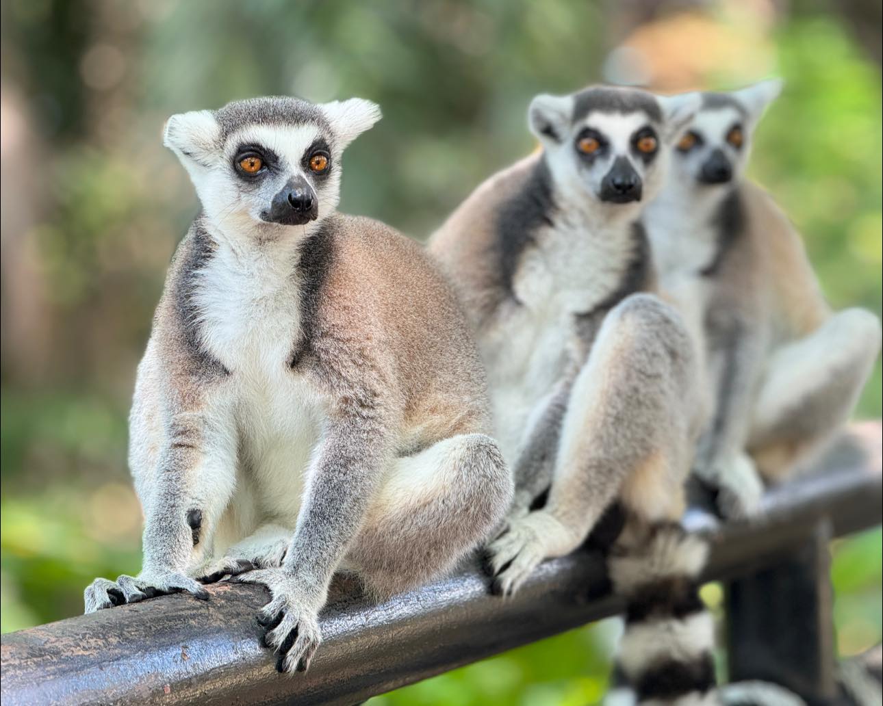 NongMoo: The Ultimate MEME Coin - Discover Lemeur Island's Cutest Ring-Tailed Lemur 🚀