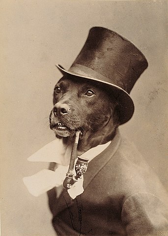 OLDWIF: Vintage Dog MEME Coin inspired by 1894 top hat photo