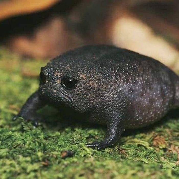 Onigchi: The Legendary Black Forest Rain Frog, No.1 Tiktok Black Frog MEME Coin.