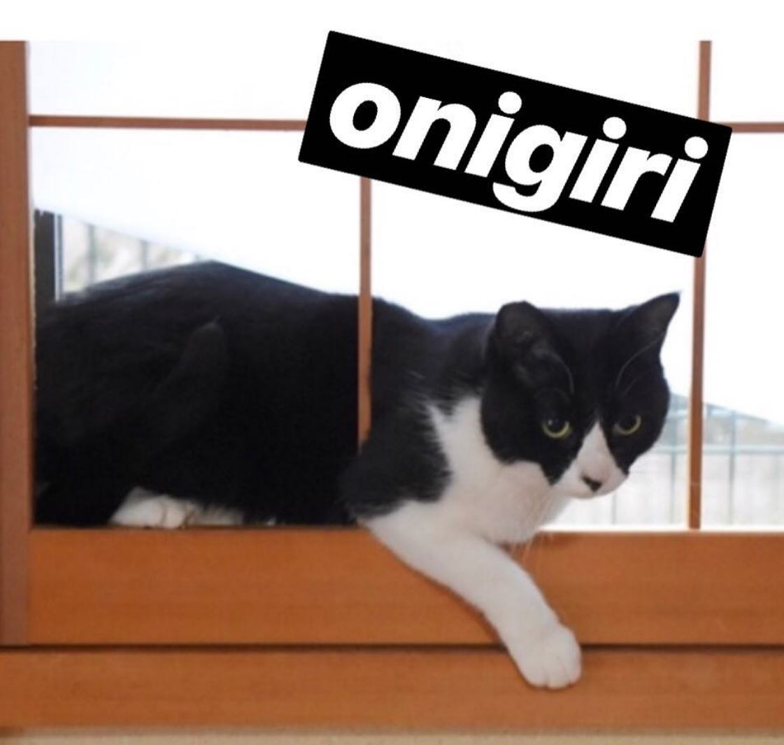 ONIGIRI Coin: The cutest MEME Coin with Onigiri Cat おにぎり fun!