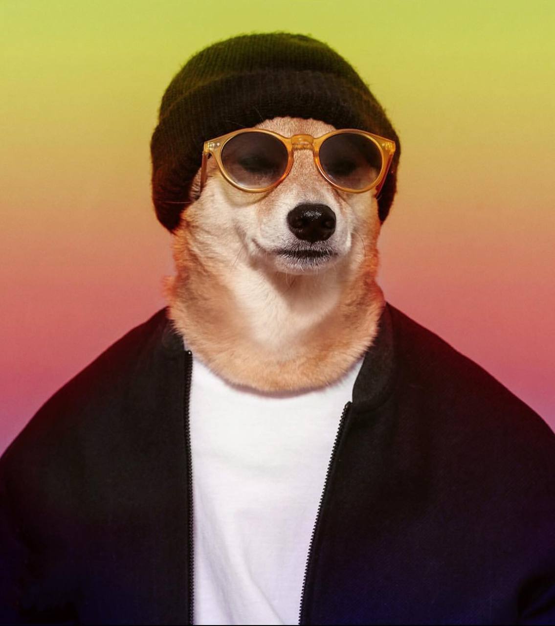 GARY Coin: MEME Coin for Fashion-Forward Dog Lovers and Crypto Fans!