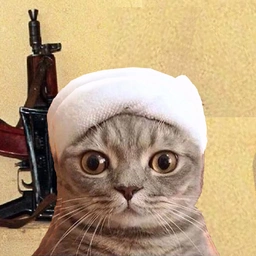 OSAMA Coin: Join the MEME Coin fun with Bin Kitten, the latest trend!