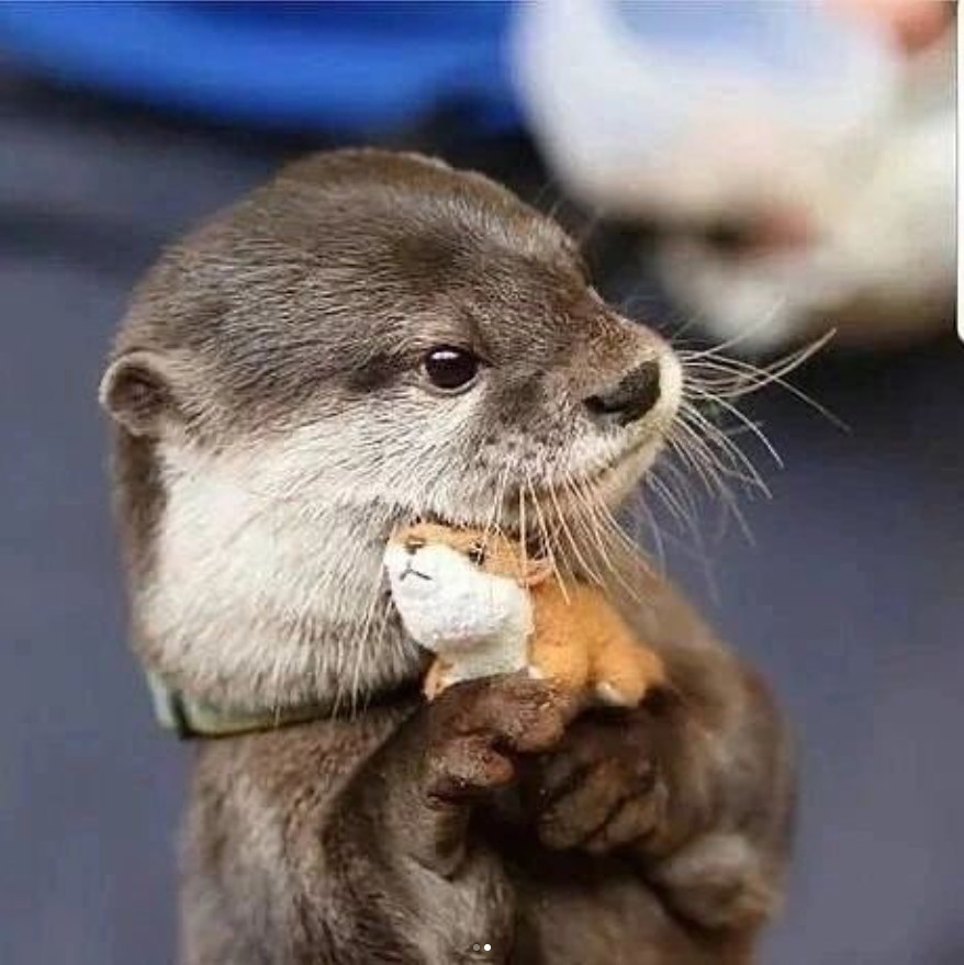 OTTIE Coin: The Cutest MEME Coin—Own OTTIE, the Adorable Otter Coin