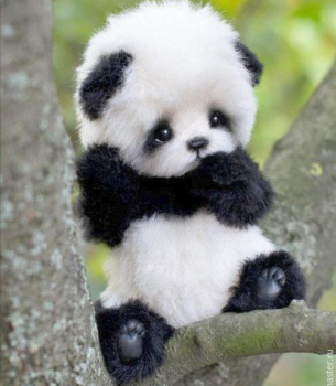 PANDIE Coin: Join the MEME Coin Revolution with the Cutest Panda