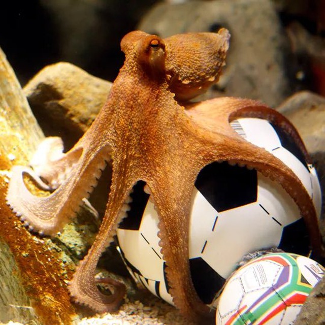 PAUL Coin: Join the MEME Coins Revolution with Paul the Octopus