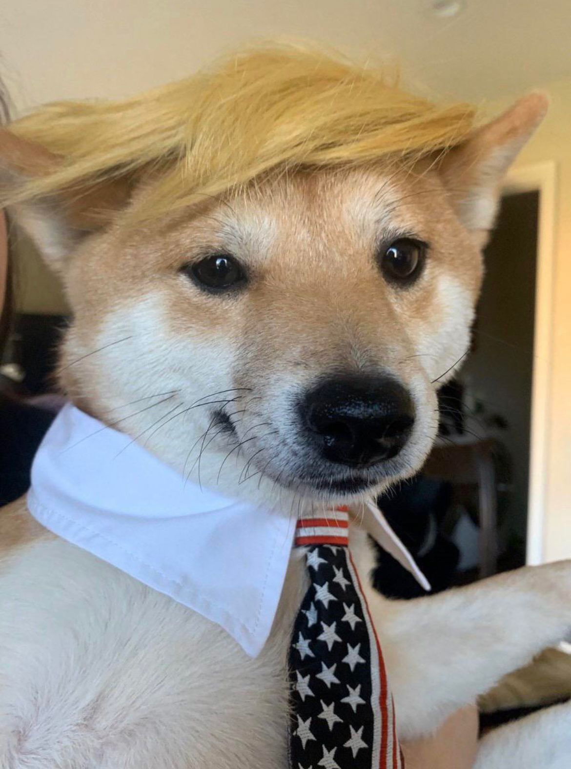 PAWTUS Coin: The Ultimate MEME Coin from Pawsident of United States