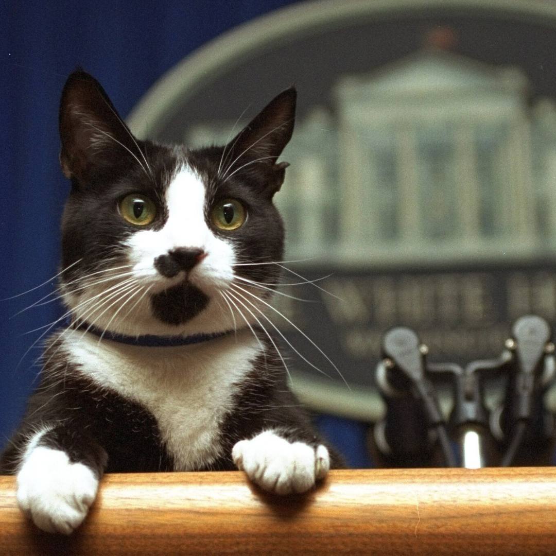 Political Cat Coin: Join the Latest MEME Coin Sensation - Politics, Meow!