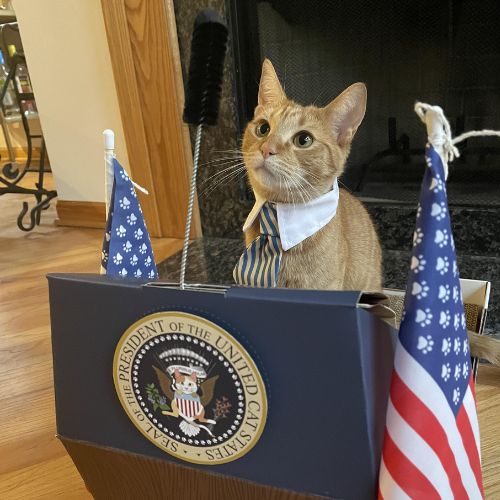 PCAT Coin: MEME Coin of PRESIDENT CAT - First Cat President in US History!