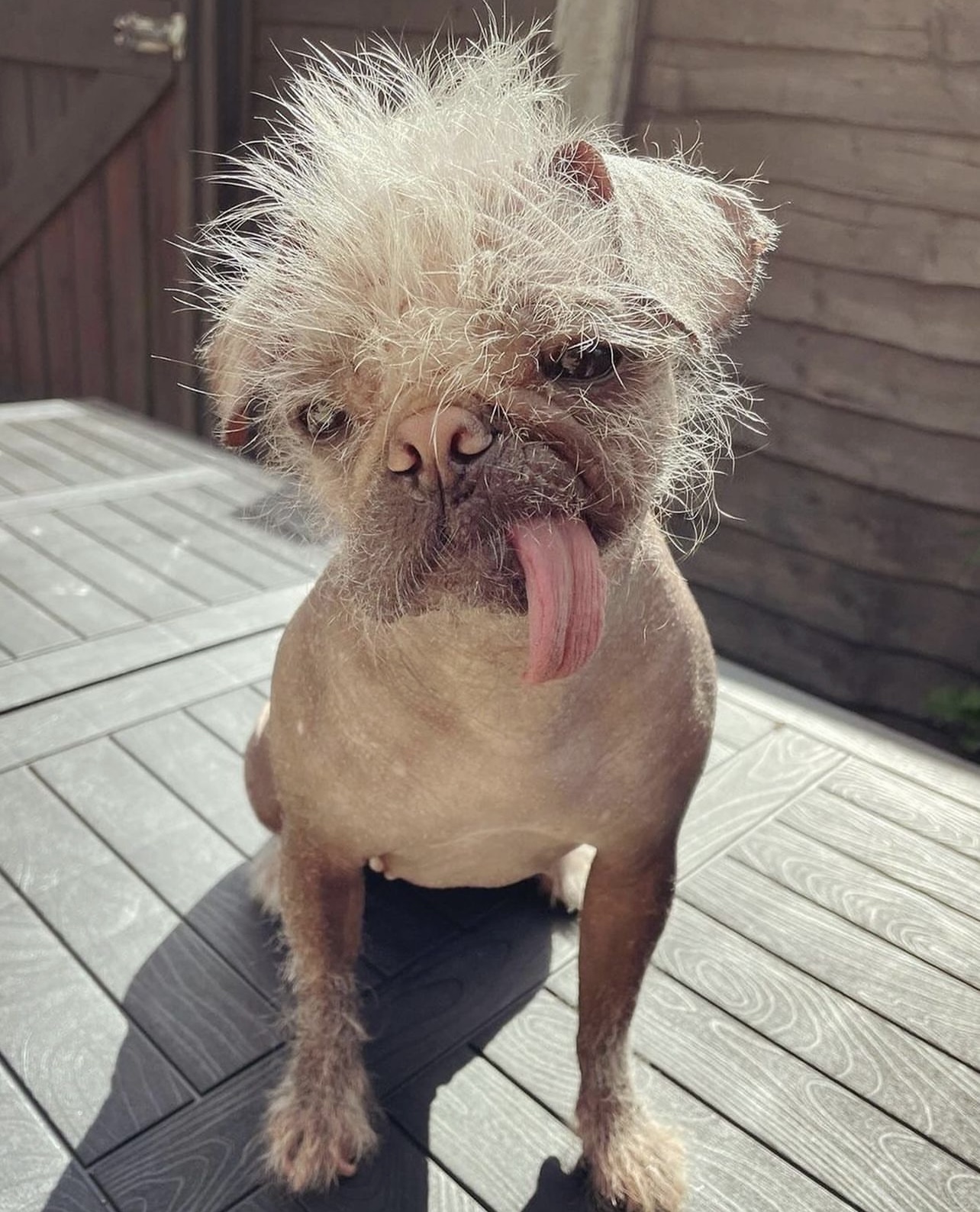 $PEGGY Coin: MEME Coin inspired by Peggy, the world's ugliest dog!