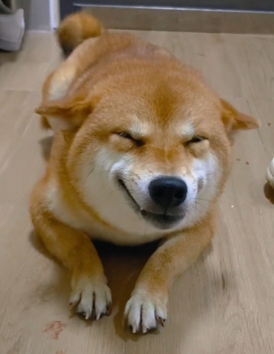 peiqi: Introducing #1 Chinese Shiba MEME Coin, the Allure of MEME Coins